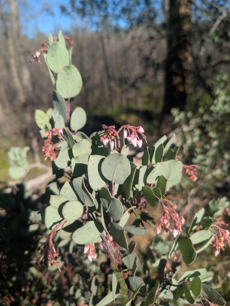 Arctostaphylos viscida subsp. viscida