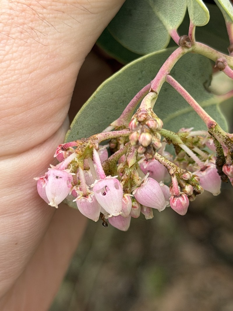 Arctostaphylos viscida subsp. viscida photo 2