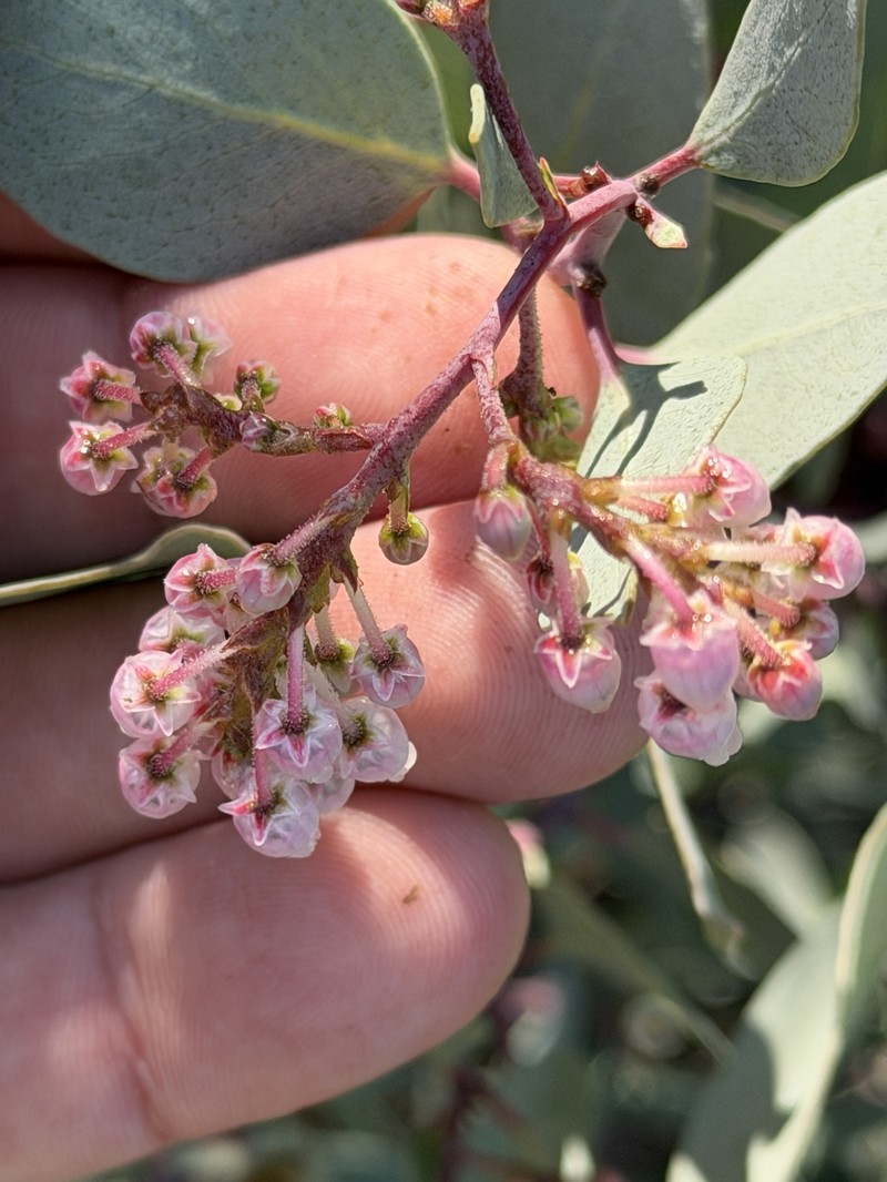 Arctostaphylos viscida subsp. viscida photo 3