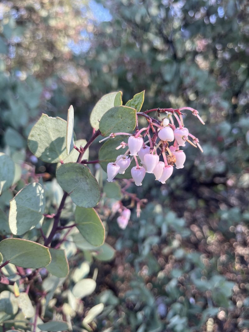 Arctostaphylos viscida subsp. viscida photo 4
