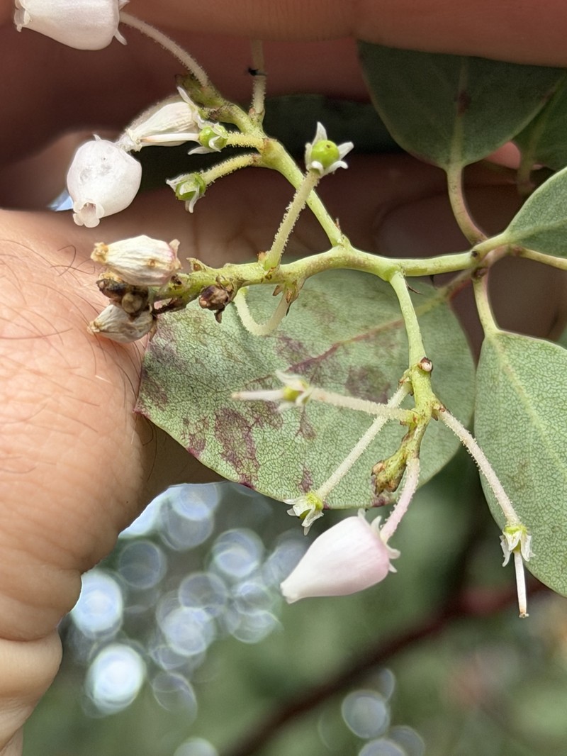 Arctostaphylos viscida subsp. viscida photo 5