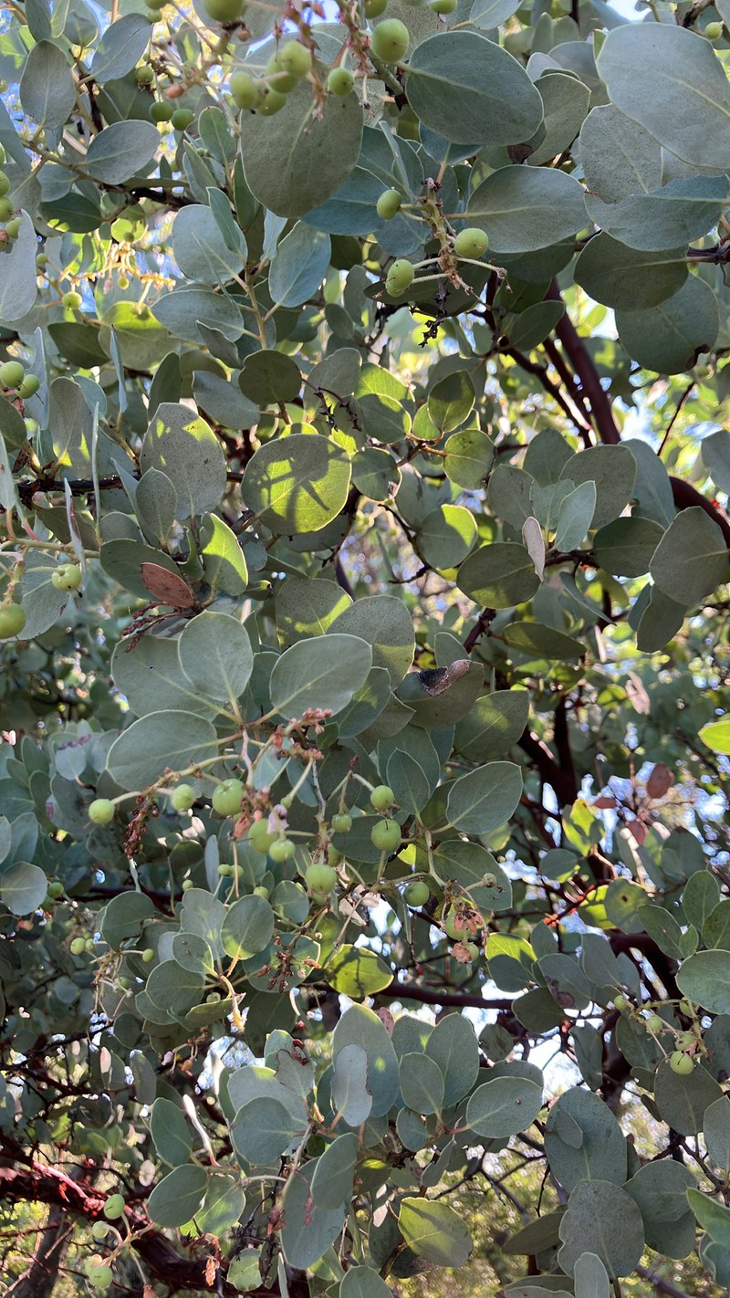 Arctostaphylos viscida subsp. viscida photo 6