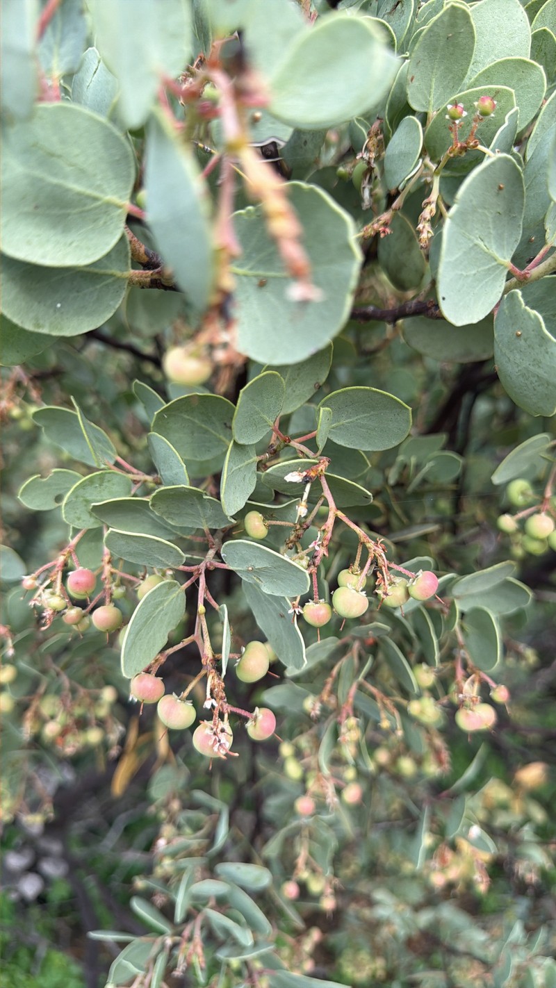 Arctostaphylos viscida subsp. viscida photo 7