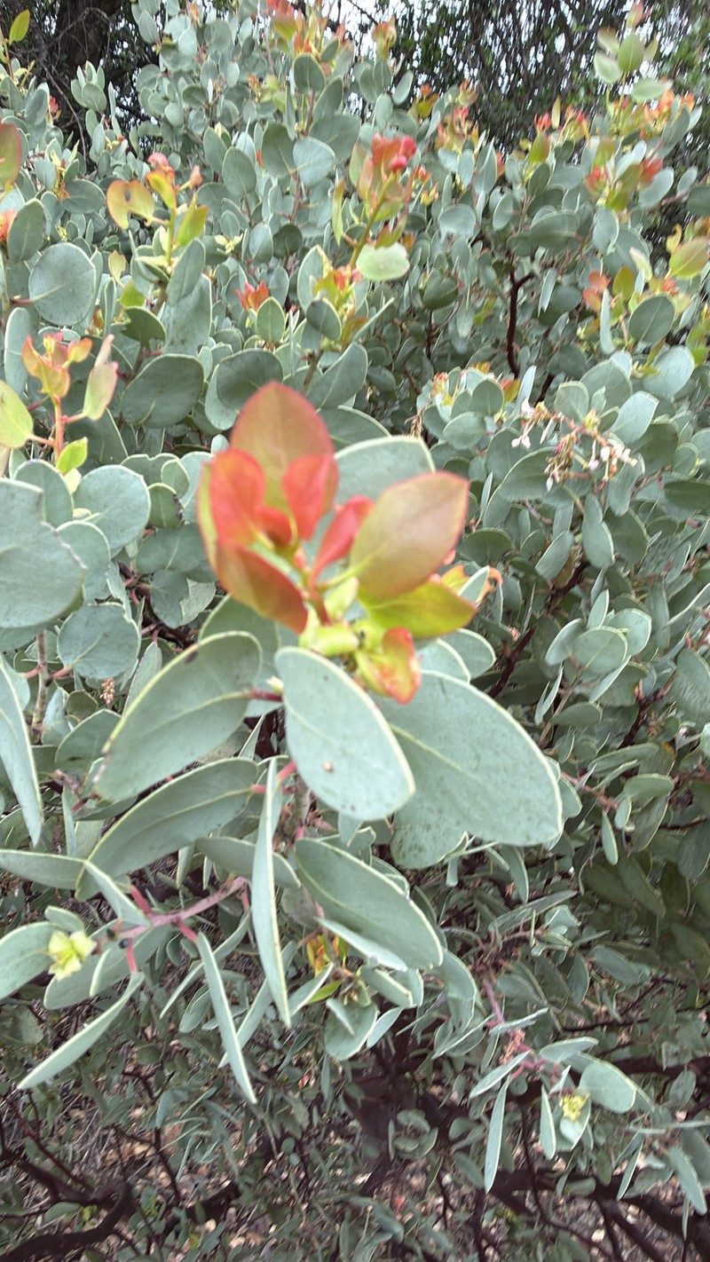 Arctostaphylos viscida subsp. viscida photo 8