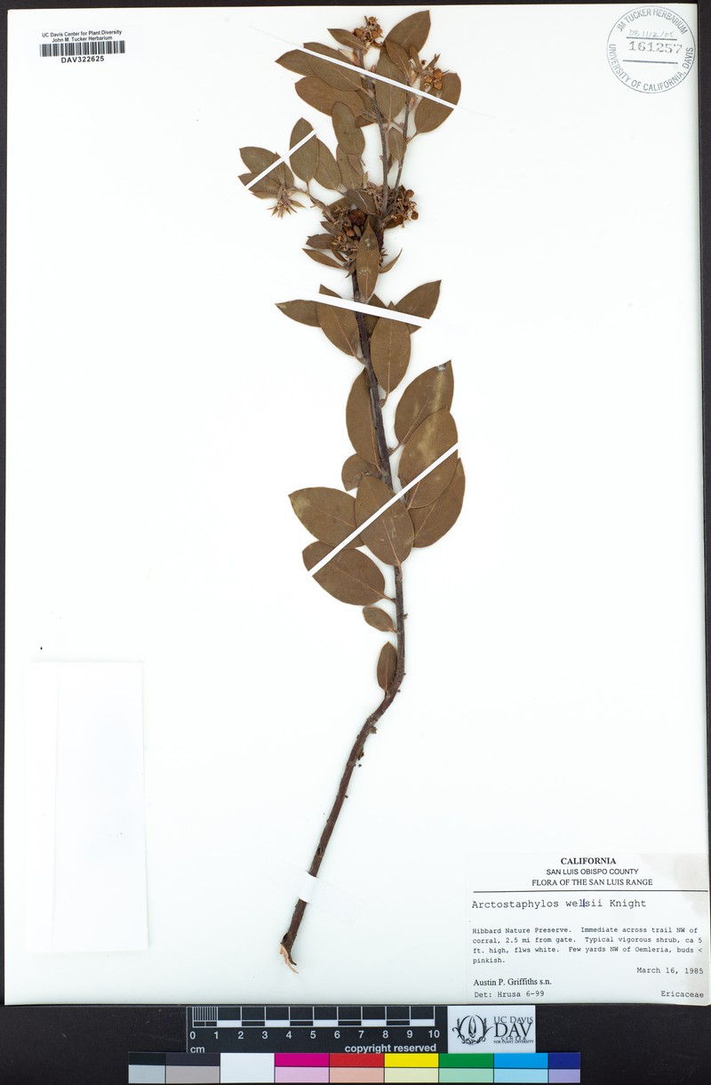 Wells' Manzanita photo 2
