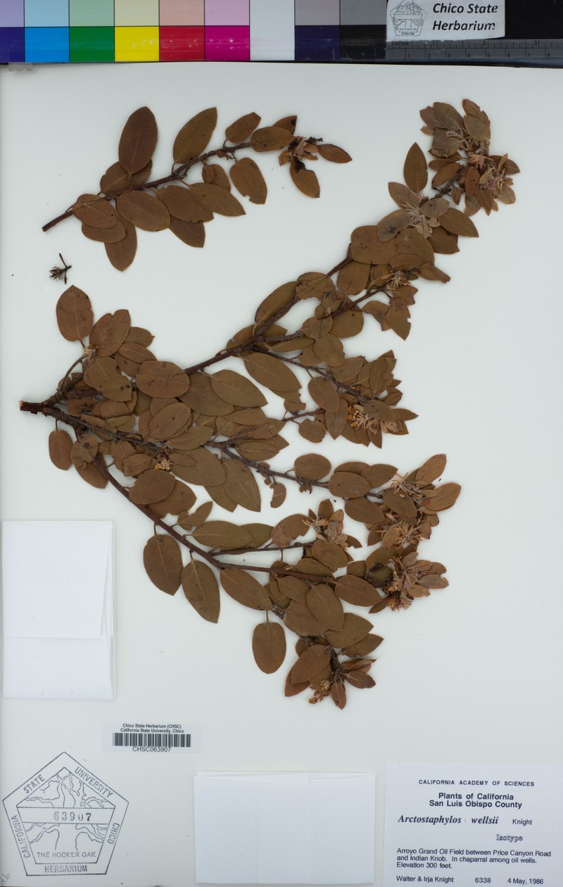 Wells' Manzanita