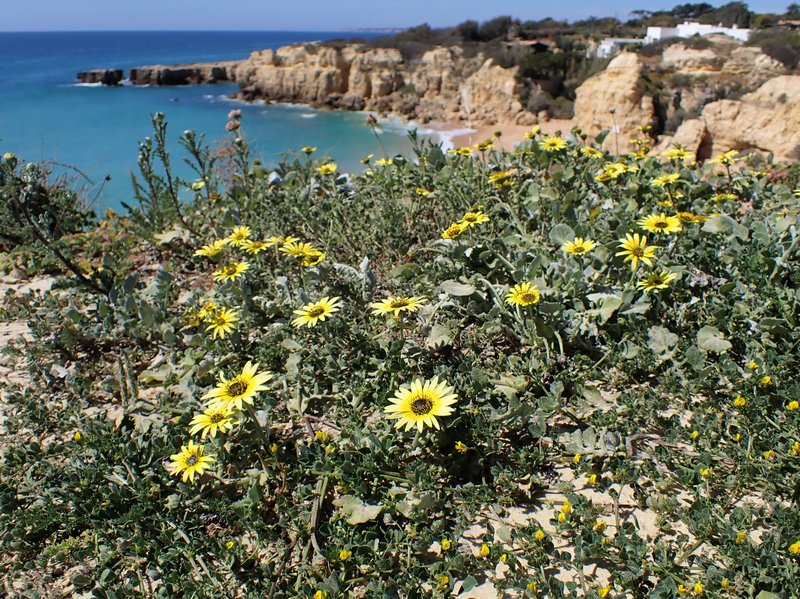 Capeweed photo 2
