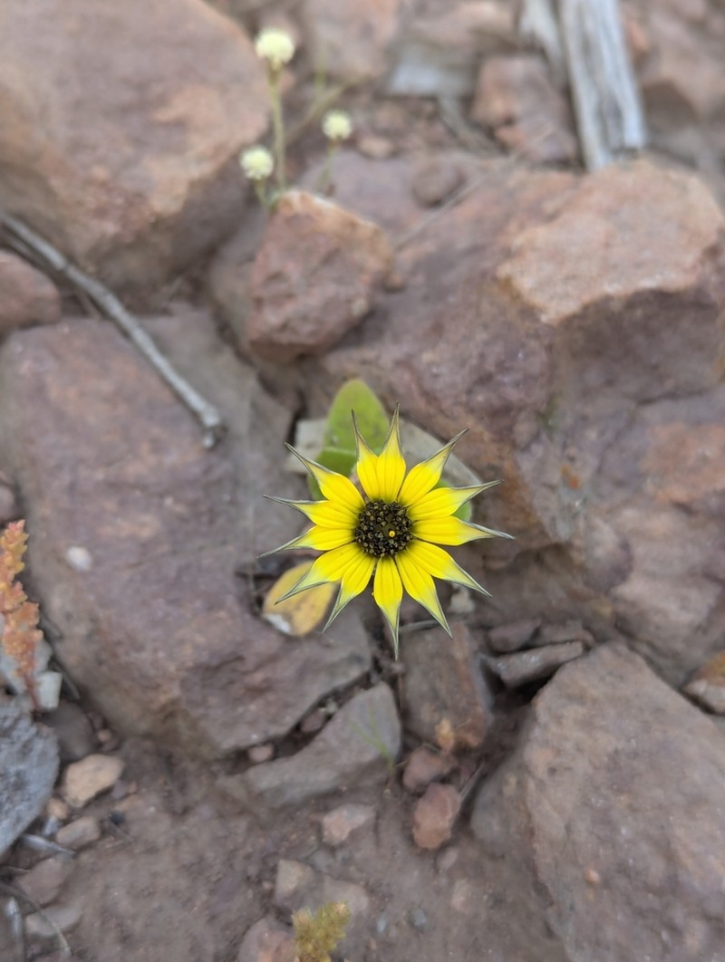 Capeweed photo 3