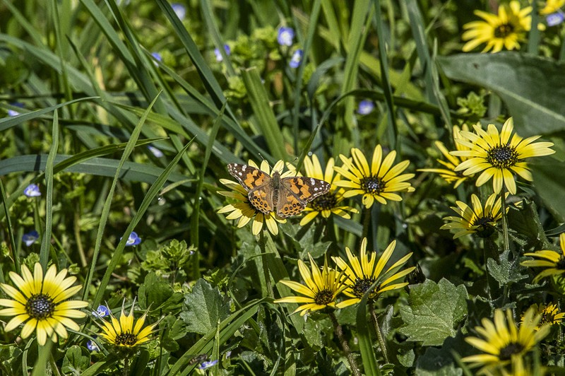 Capeweed photo 4