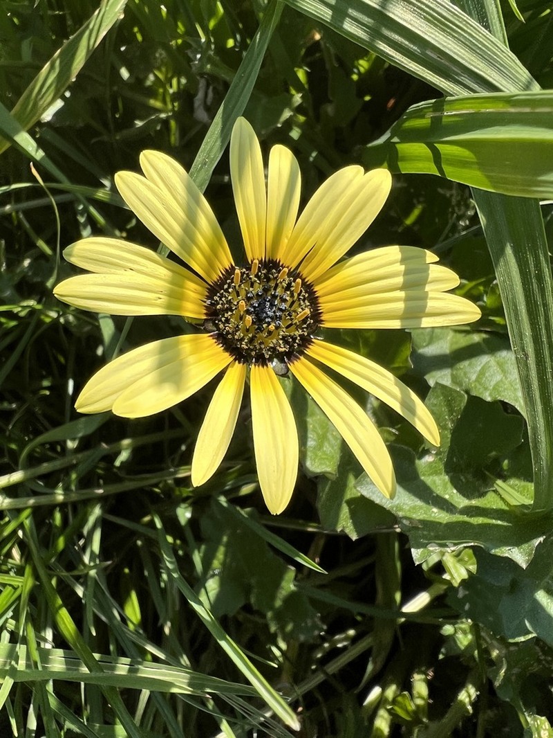 Capeweed photo 5