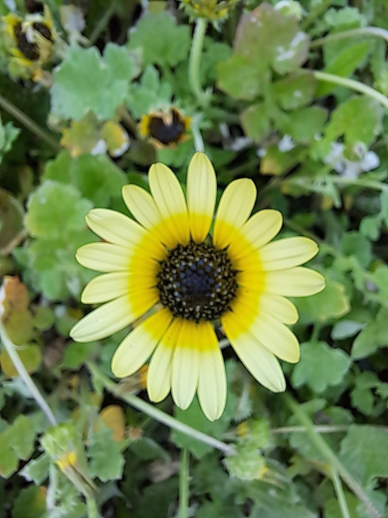 Capeweed photo 6