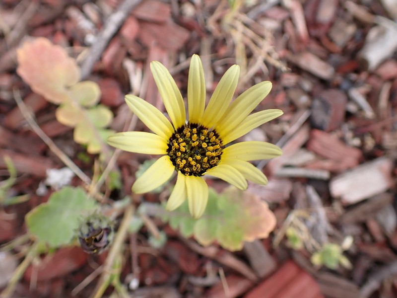 Capeweed photo 7