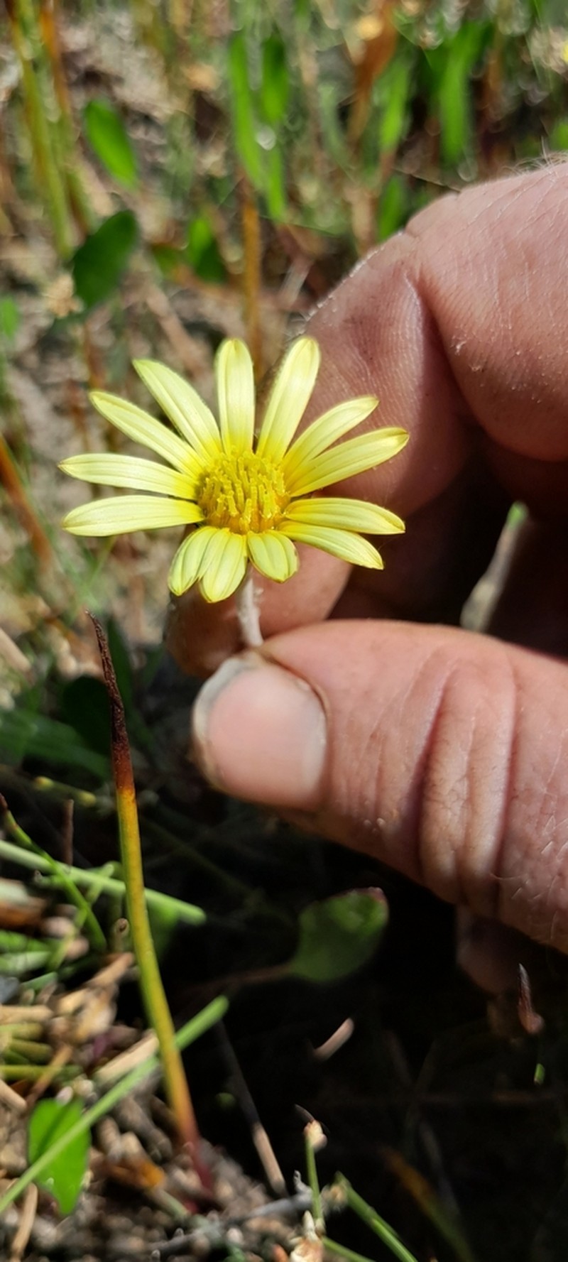 Arctotheca forbesiana photo 2