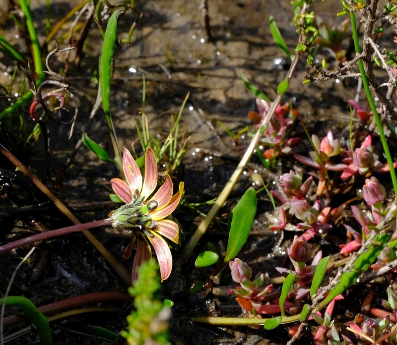Arctotheca forbesiana photo 4