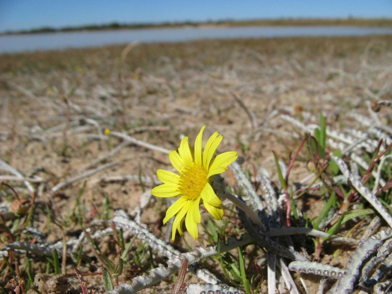 Arctotheca marginata photo 3