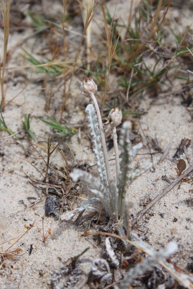 Arctotheca marginata photo 4