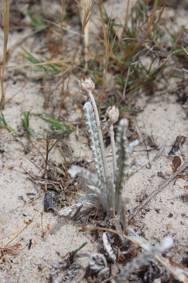 Arctotheca marginata photo 5