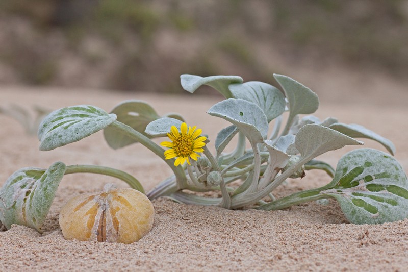 Arctotheca populifolia photo 2