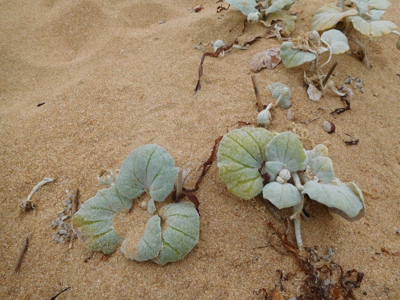 Arctotheca populifolia photo 4
