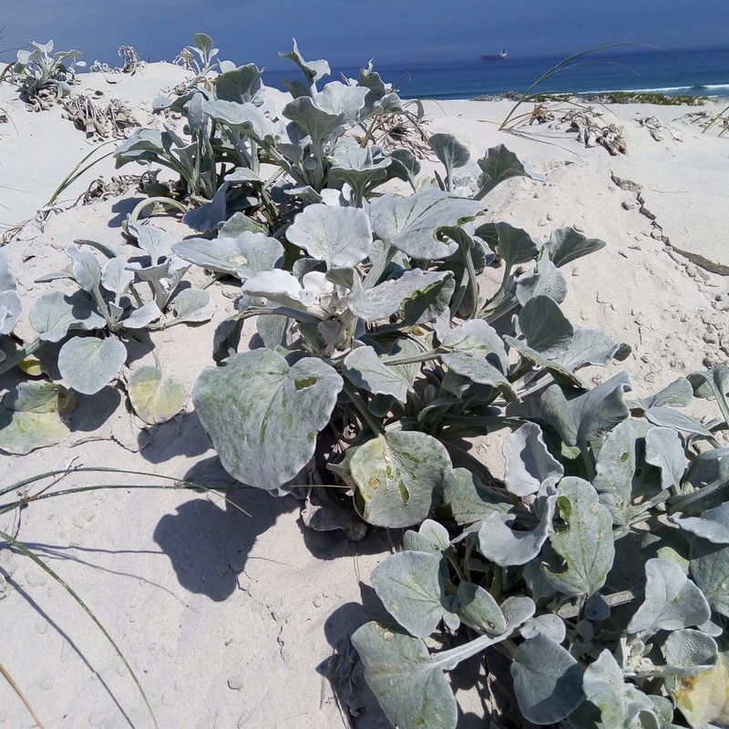 Arctotheca populifolia photo 5