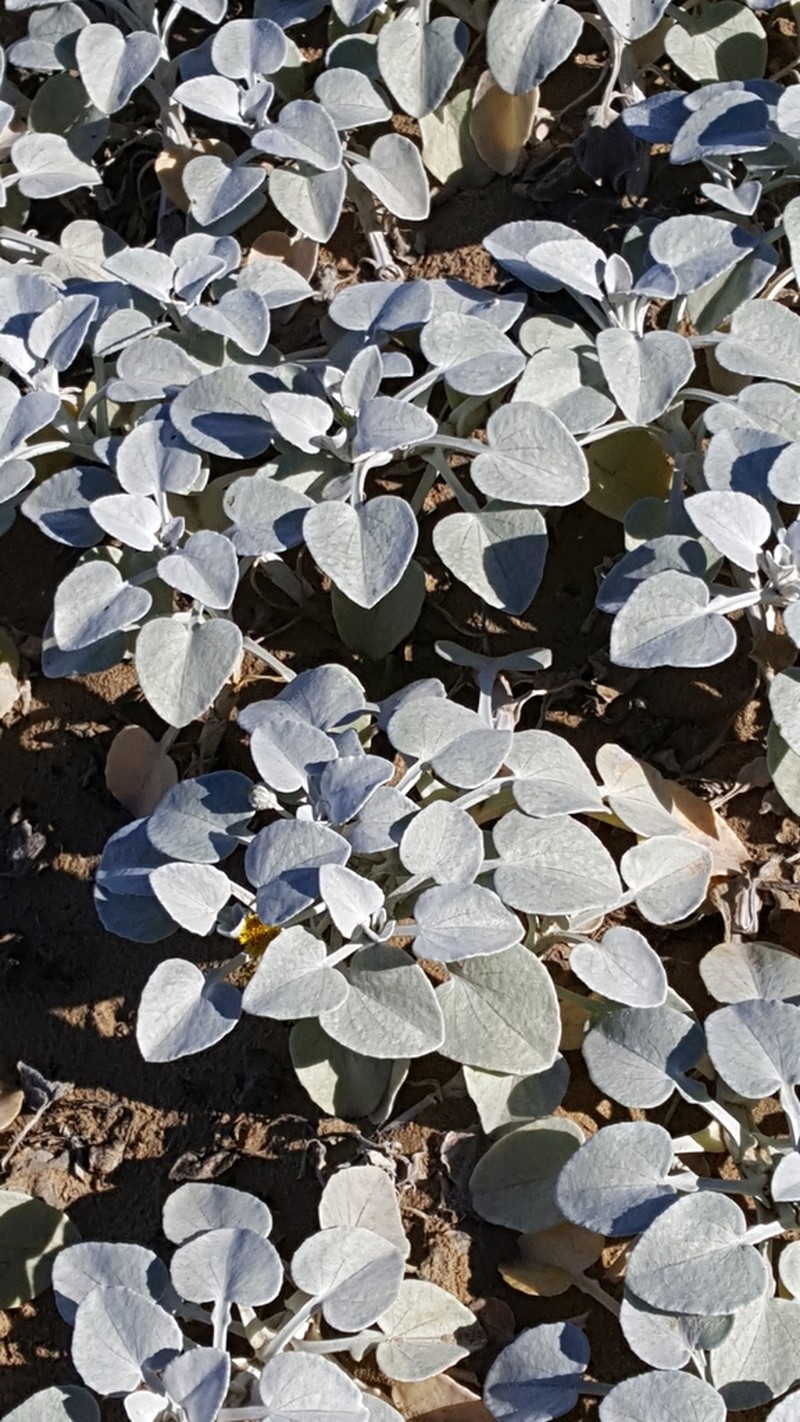 Arctotheca populifolia photo 6