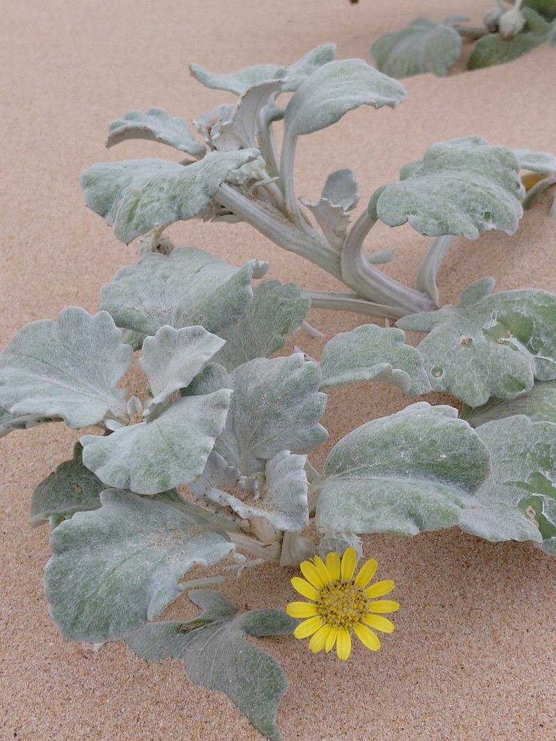 Arctotheca populifolia photo 7