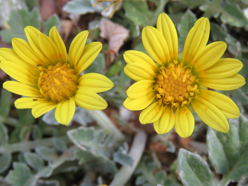 Arctotheca prostrata