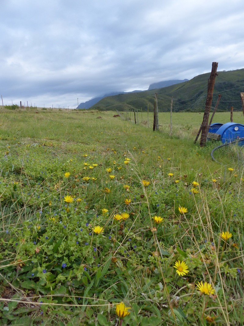 Arctotheca prostrata photo 4