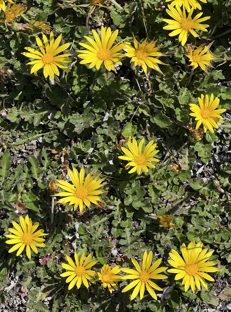 Arctotheca prostrata photo 5