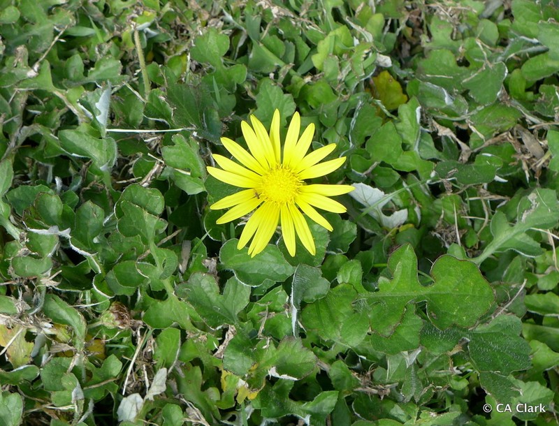 Arctotheca prostrata photo 6