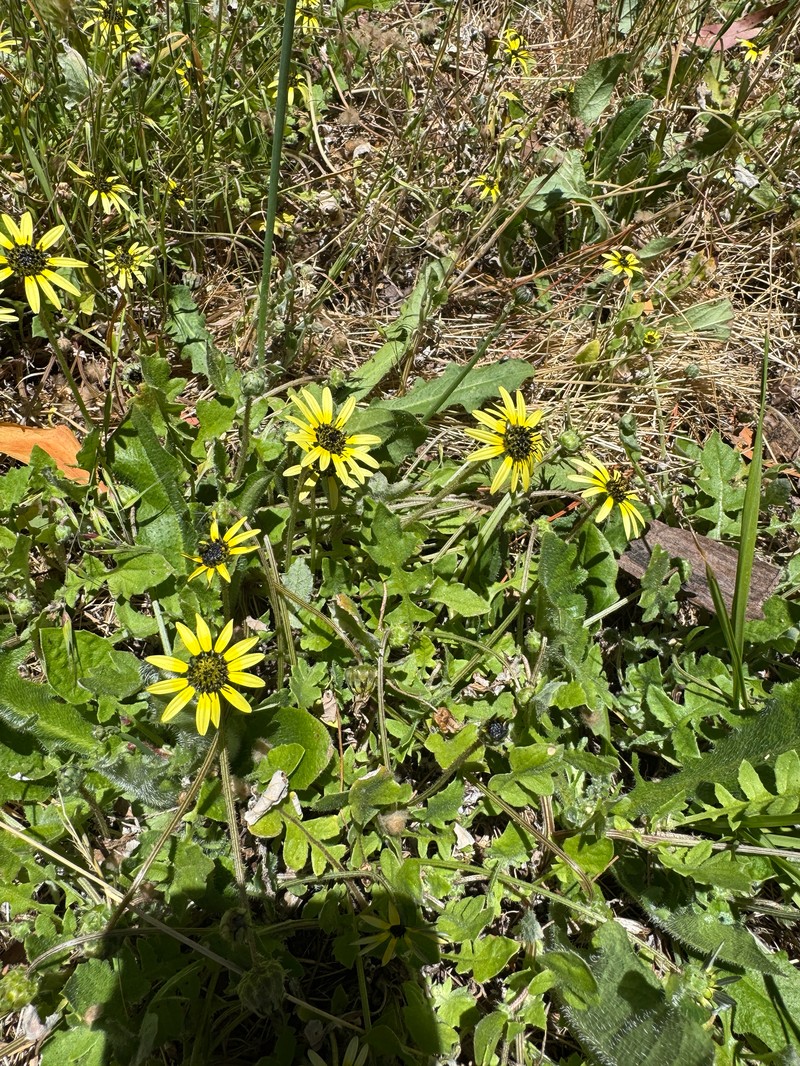 Arctotheca tristis