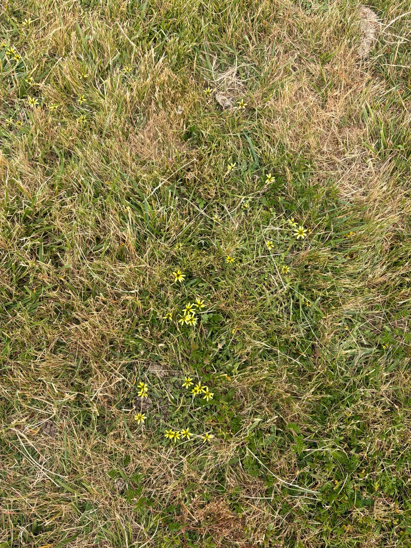 Arctotheca tristis photo 2
