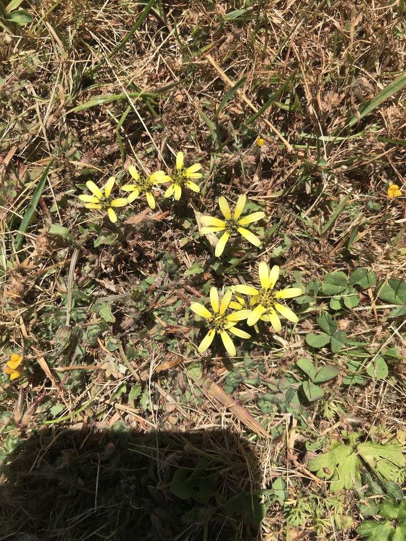 Arctotheca tristis photo 3
