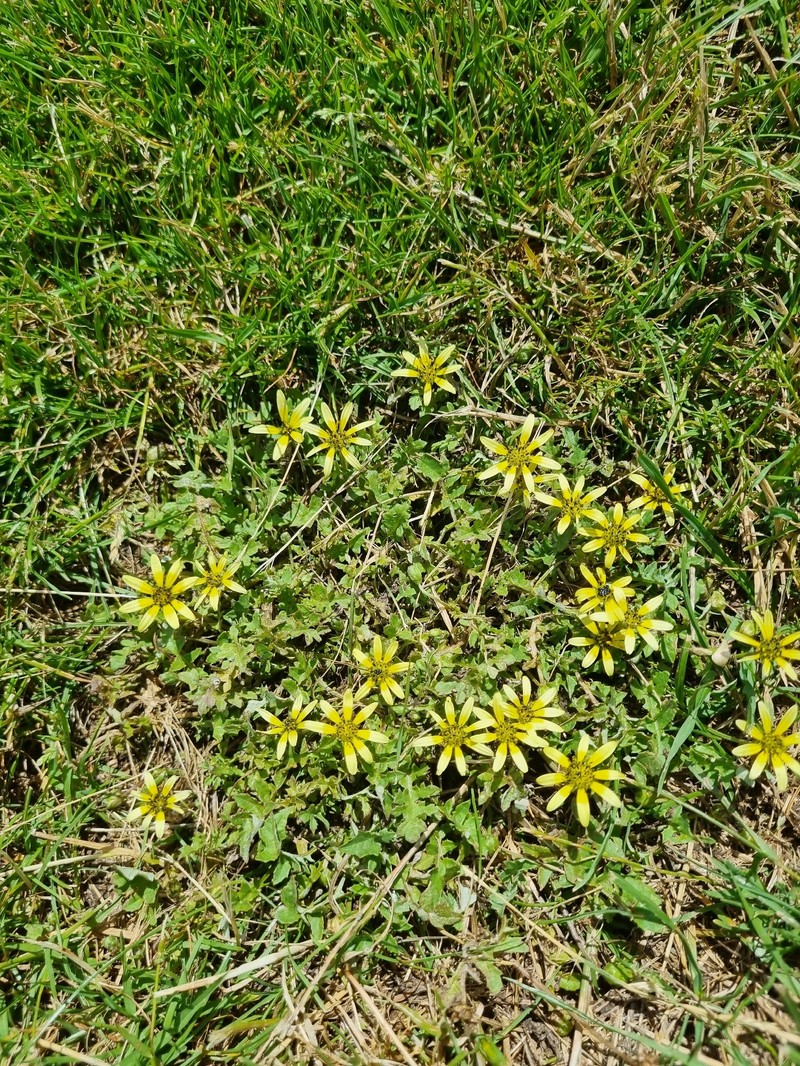 Arctotheca tristis photo 6