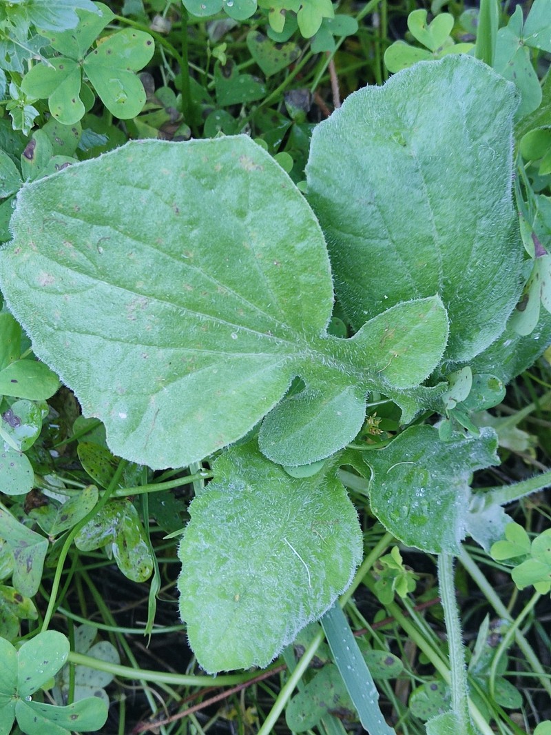 Arctotheca tristis photo 8