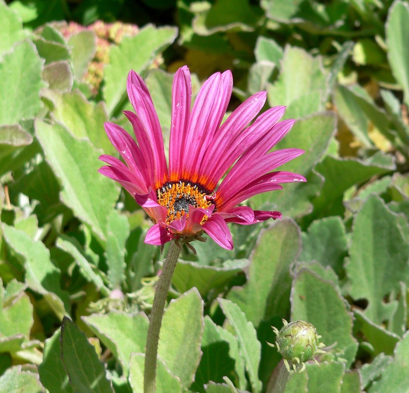 Arctotis acaulis