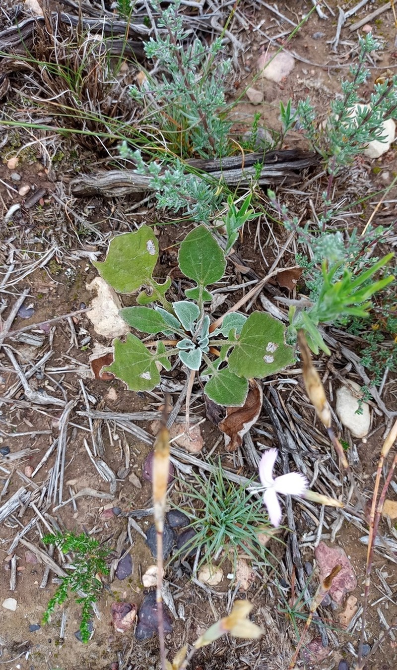 Arctotis acaulis photo 5