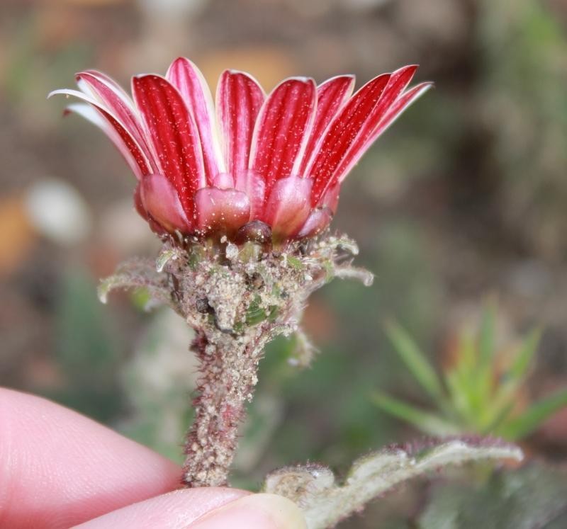 Arctotis acaulis photo 6