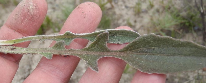Arctotis acaulis photo 7