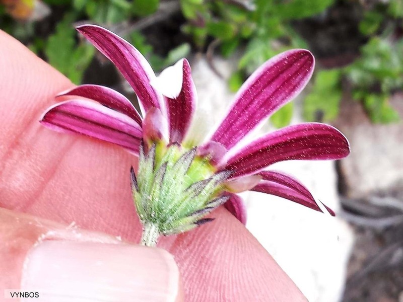 Arctotis acuminata photo 2