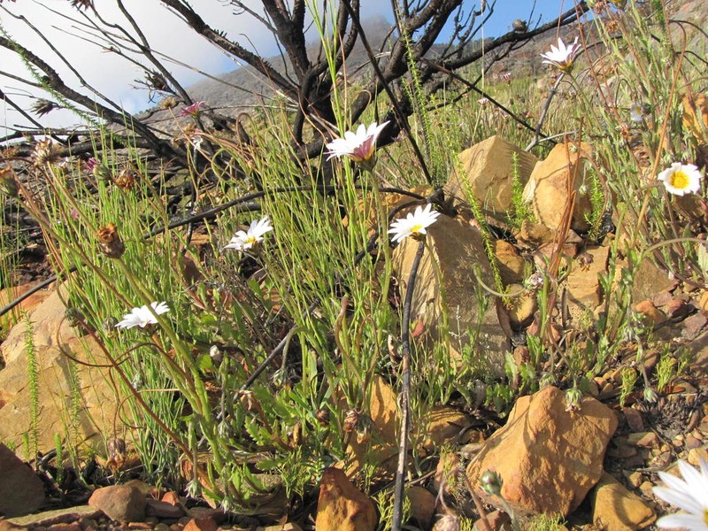 Arctotis acuminata photo 3