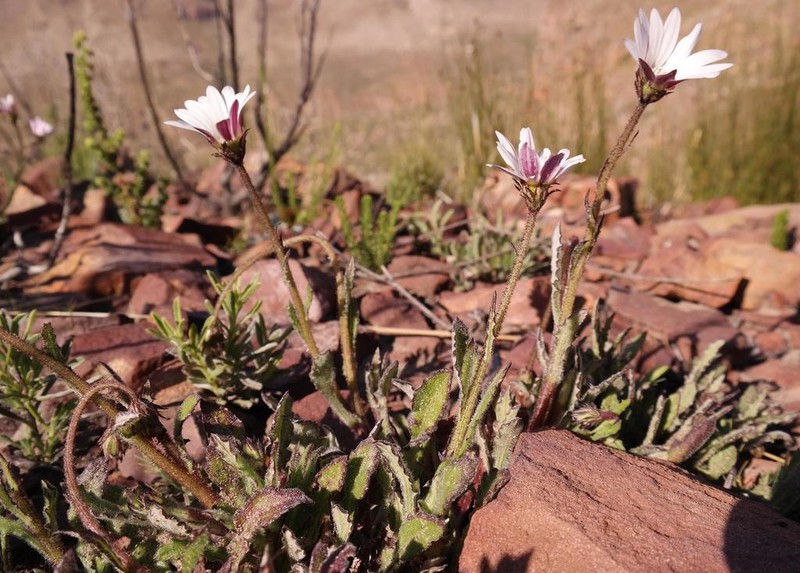 Arctotis acuminata photo 4