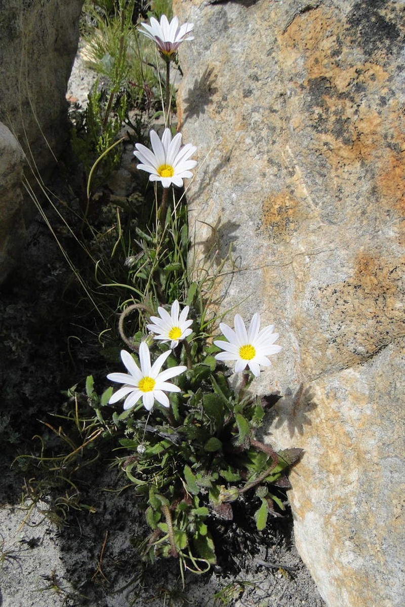Arctotis acuminata photo 5