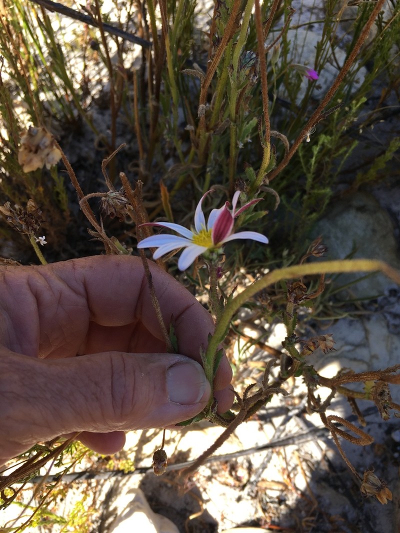 Arctotis acuminata photo 6