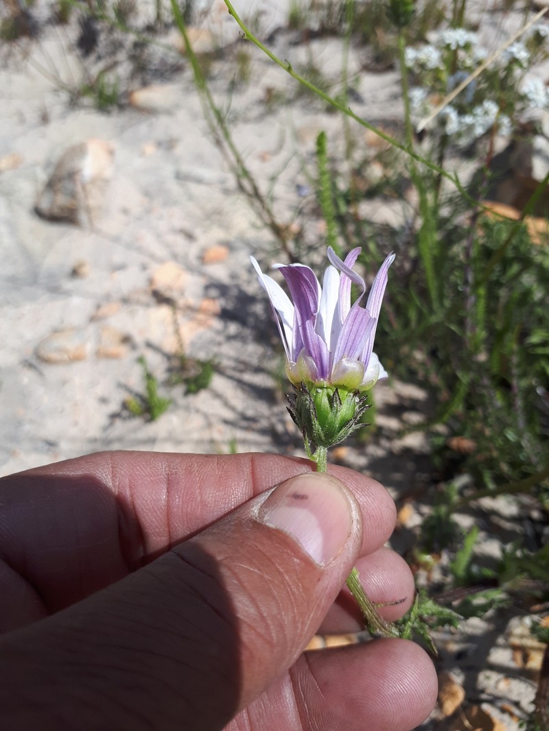 Arctotis acuminata photo 8