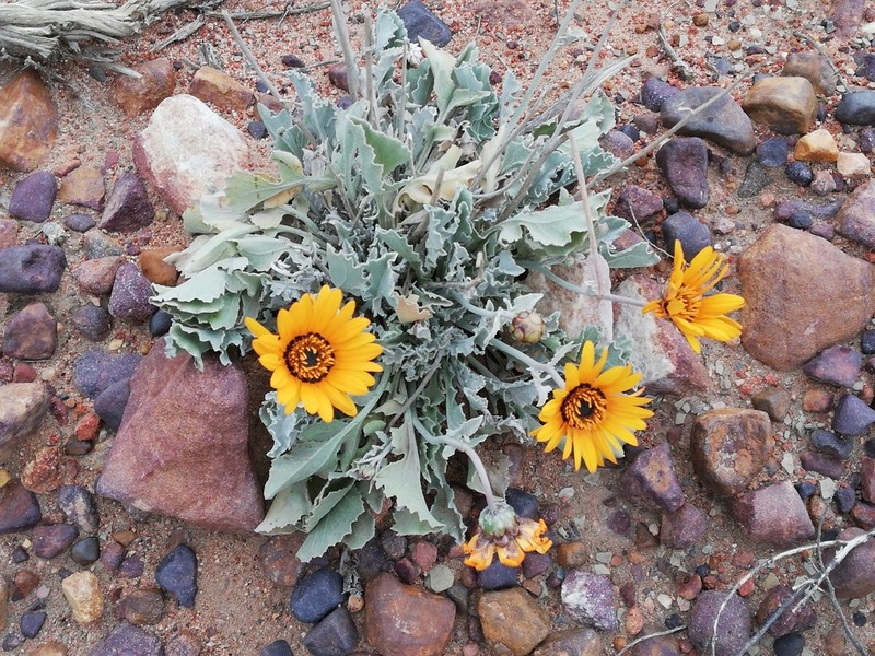 Arctotis adpressa