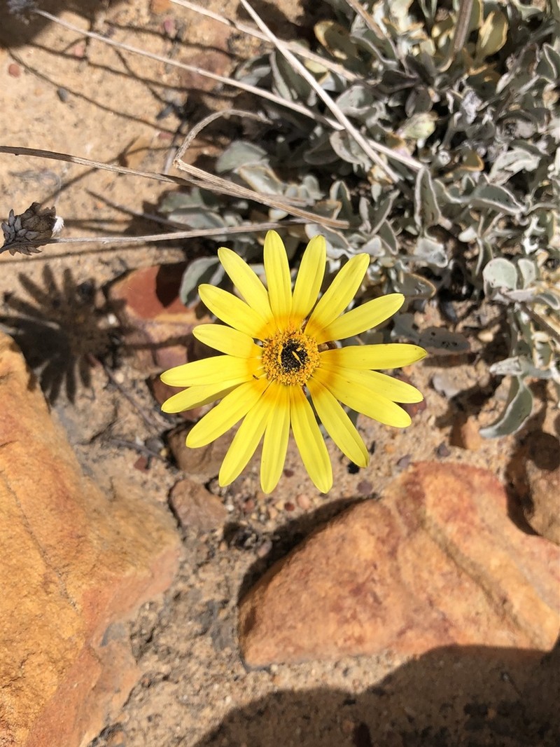Arctotis adpressa photo 2