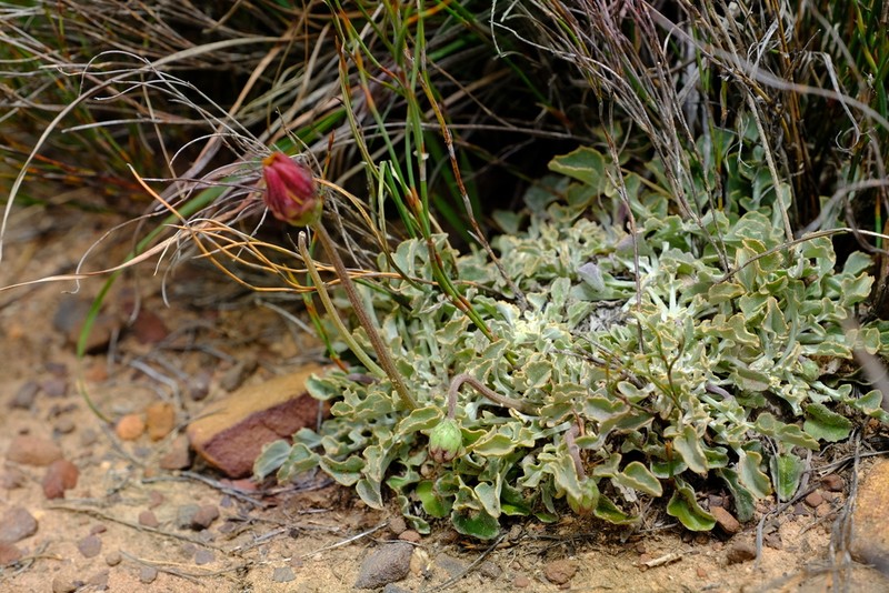 Arctotis adpressa photo 4