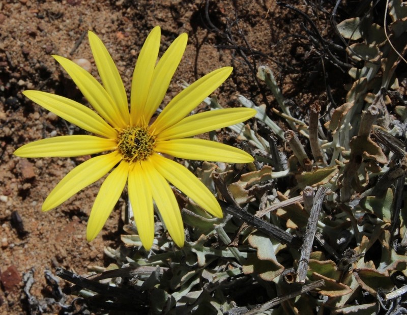 Arctotis adpressa photo 5