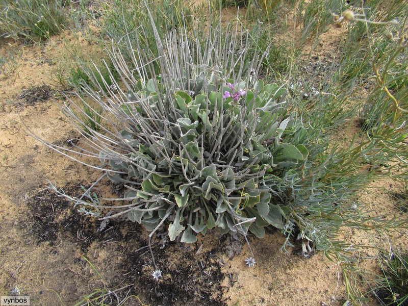 Arctotis adpressa photo 6